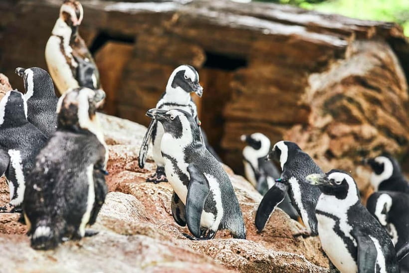 Kyoto Aquarium Admission Ticket - Satoyama Rural Scene: Kyoto’s Coexistence Theme in Plain Sight