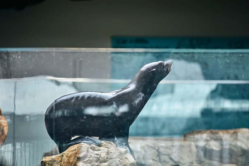 Kyoto Aquarium Admission Ticket - Talking With Breeding Staff: Practical Animal Facts That Stick
