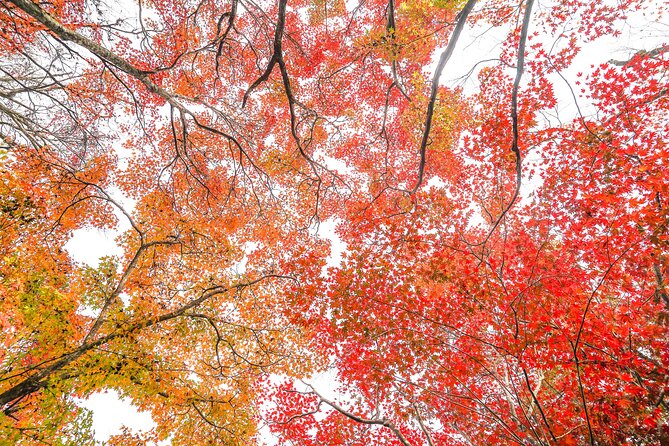 Kyoto Arashiyama Bamboo forest & Garden Half-Day Walking Tour - Who Should Book This Arashiyama Bamboo Forest and Garden Walk?