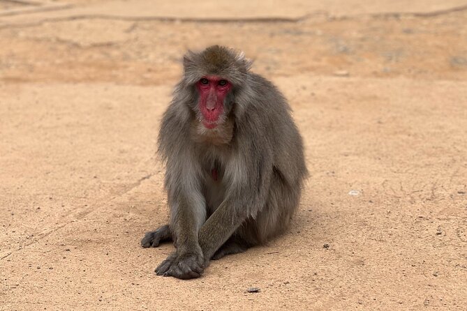 Kyoto: Arashiyama Bamboo Forest, Monkeys, Matcha & Temple Tour - Monkey Park Iwatayama, the uphill portion with panoramic payoff
