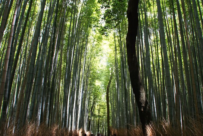 Kyoto: Arashiyama Bamboo Forest, Monkeys, Matcha & Temple Tour - Togetsu-kyo Bridge, a short stop for big Arashiyama symbolism