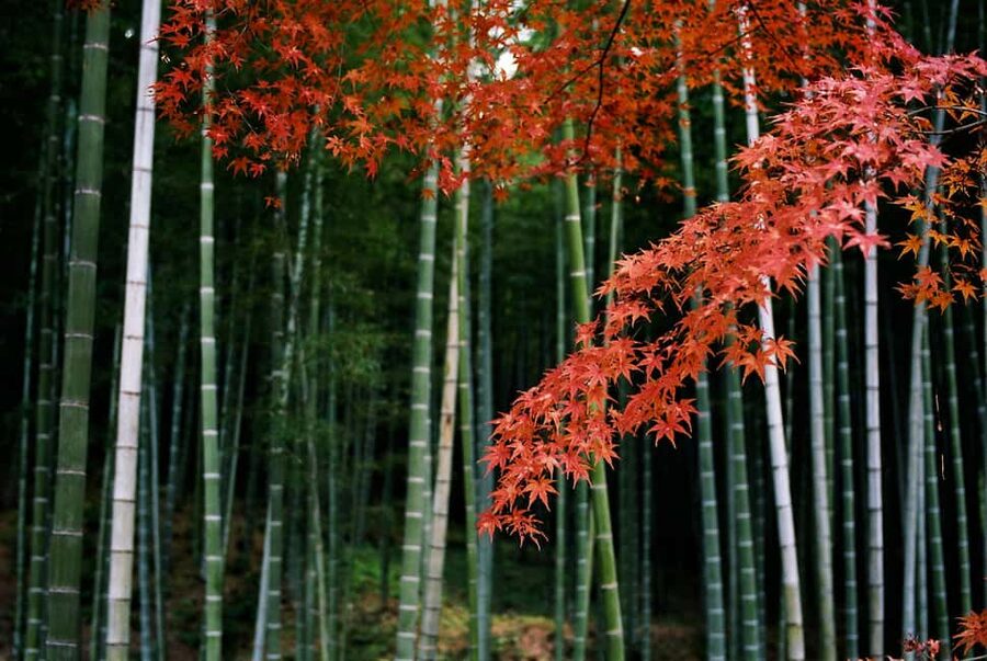 Kyoto: Arashiyama Bamboo, Togetsukyo bridge, Sanso, and more - Quick hits