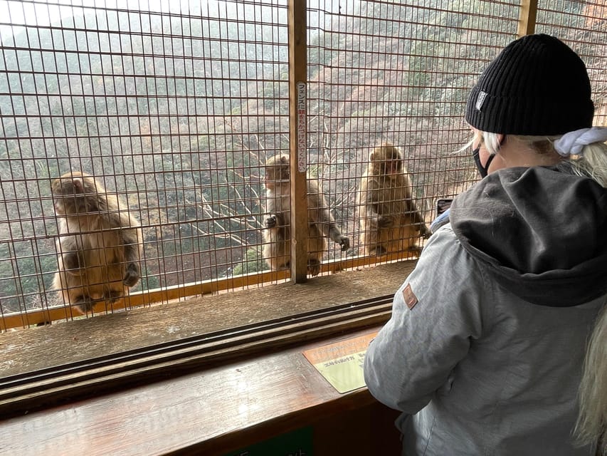 Kyoto: Arashiyama Guided Tour, Bamboo, Monkey, Zen Temple - Why This 3-Hour Arashiyama Loop Feels Worth It