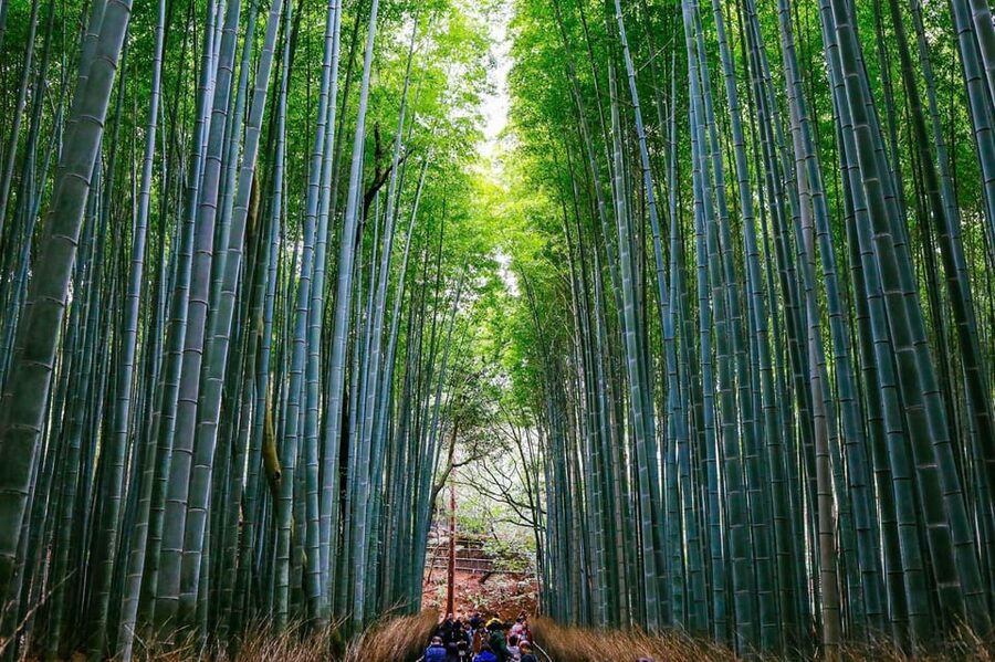 Kyoto: Arashiyama Tour with optional Sagano Romantic Train - Kyoto Arashiyama, simplified: what this half-day really delivers