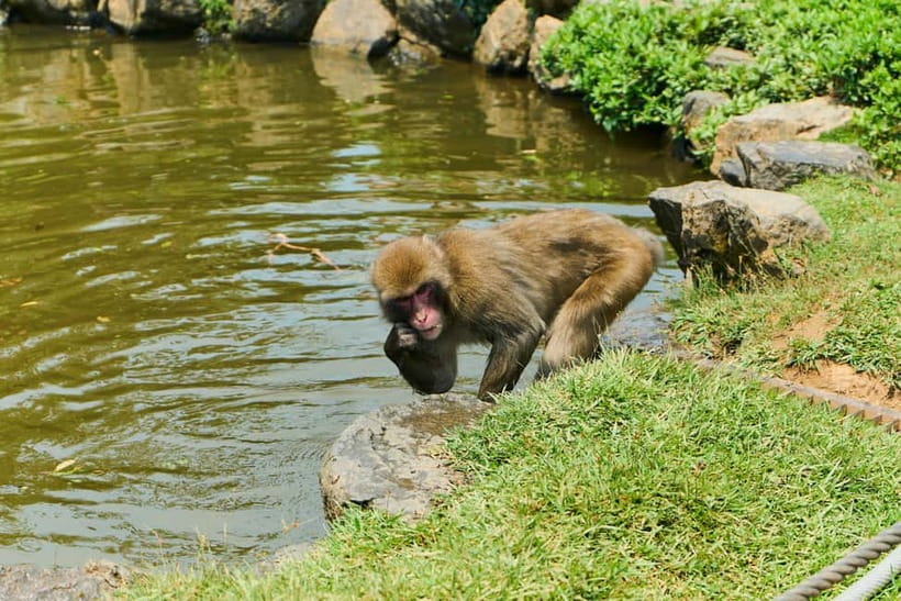 Kyoto: Arashiyama UNESCO Walking Tour with Admission - Price and value check: why $25 can make sense here