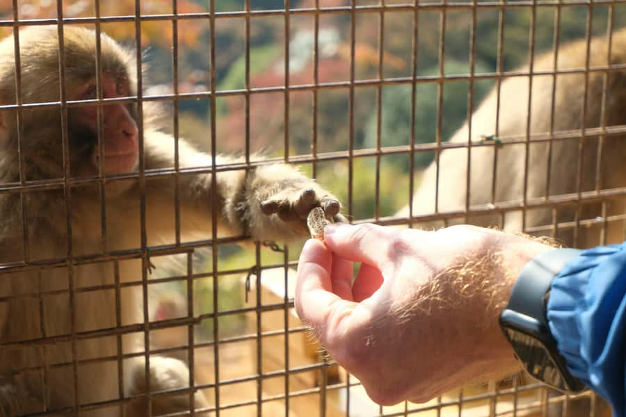 Kyoto: Fushimi, Arashiyama - Bamboo, Monkey, Torii & Secrets - Monkey Park climb: wild macaques, big views, and a real workout