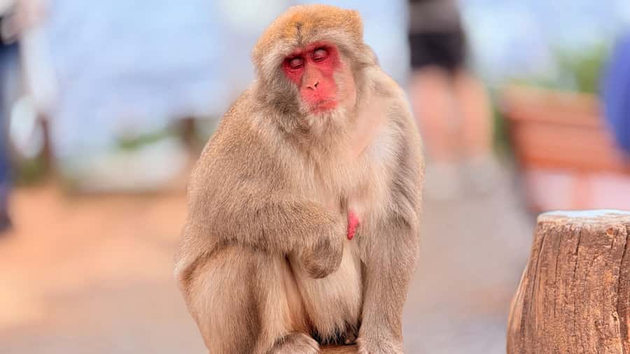 Kyoto: Fushimi, Arashiyama - Bamboo, Monkey, Torii & Secrets - Pacing and guide support: why the small-group format matters