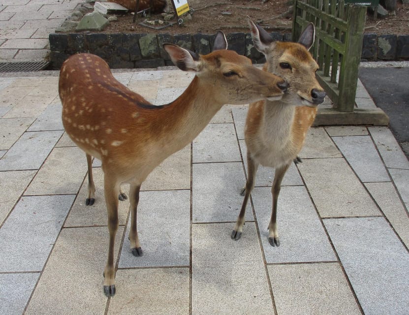 KYOTO-NARA: Giant Buddha Deer Pagoda "Geisya" (Italian, full day) - Price and value: is $176 a good deal for this day?