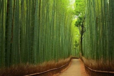 Kyoto & Nara Private customized tour with English speaking Guide