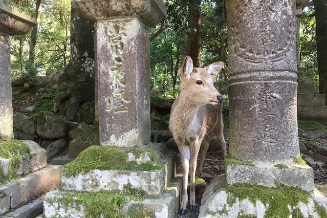 Kyoto & Nara Private customized tour with English speaking Guide - Price and value: what $549 buys you (and what it does not)