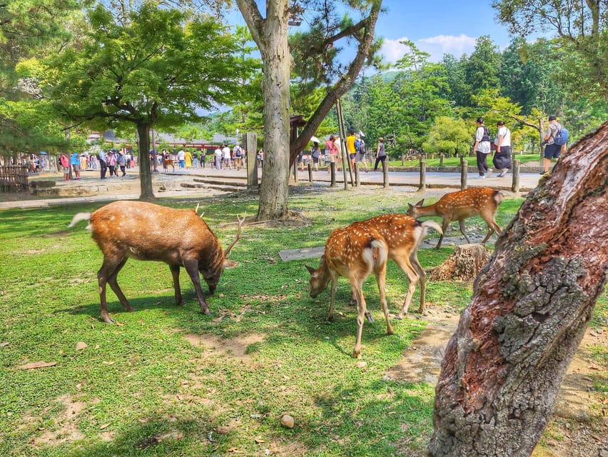 Kyoto: Nara, Todaiji, Kasuga Taisha Shrine Private Full Day - Why Nara Makes Sense as a Day Trip From Kyoto