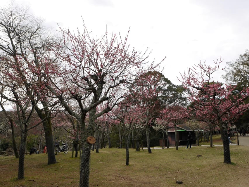 Kyoto: Nara, Todaiji, Kasuga Taisha Shrine Private Full Day - Kasuga Taisha: Lanterns, Atmosphere, and Easy Photo Spots