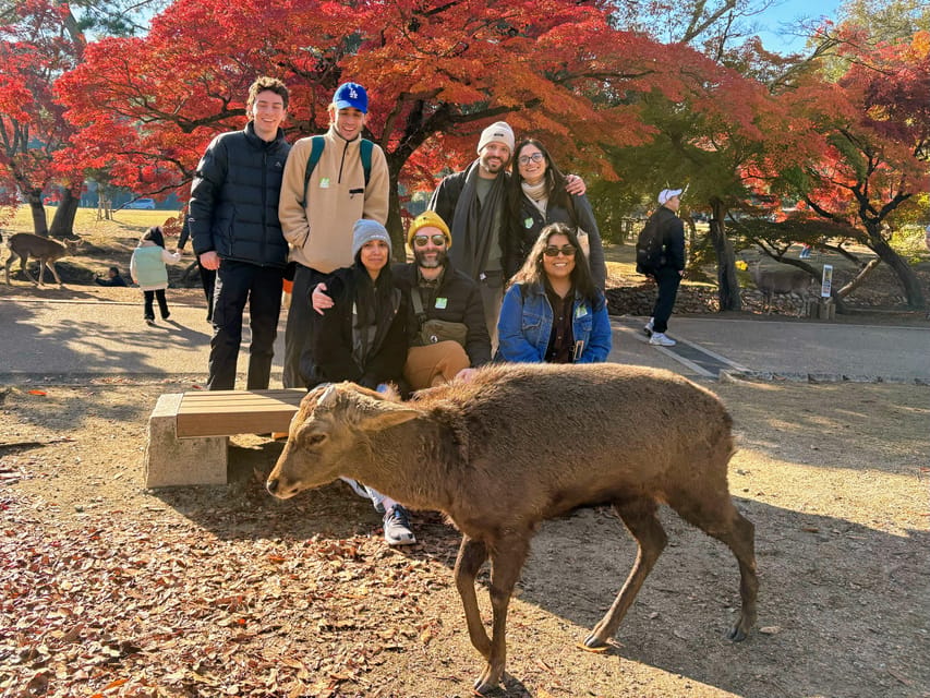 Kyoto: Nara & Traditional Matcha Experience Bus Tour - Nara Park Deer Time: Feeding, Bowing, and Avoiding Trouble