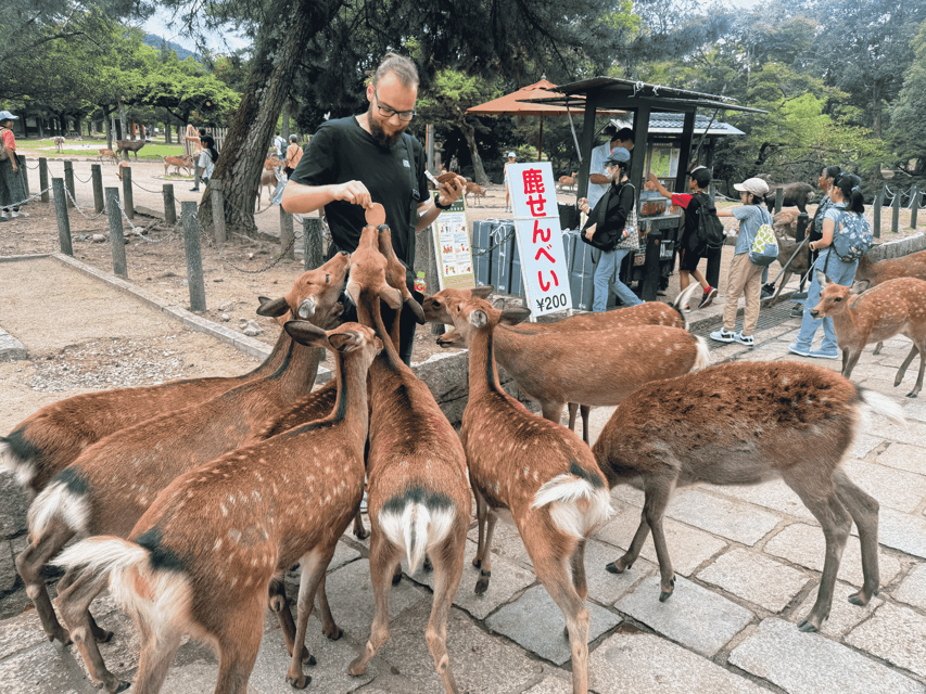 Kyoto: Nara & Traditional Matcha Experience Bus Tour - Lunch in the Midday Break: Fuel Without Losing the Flow