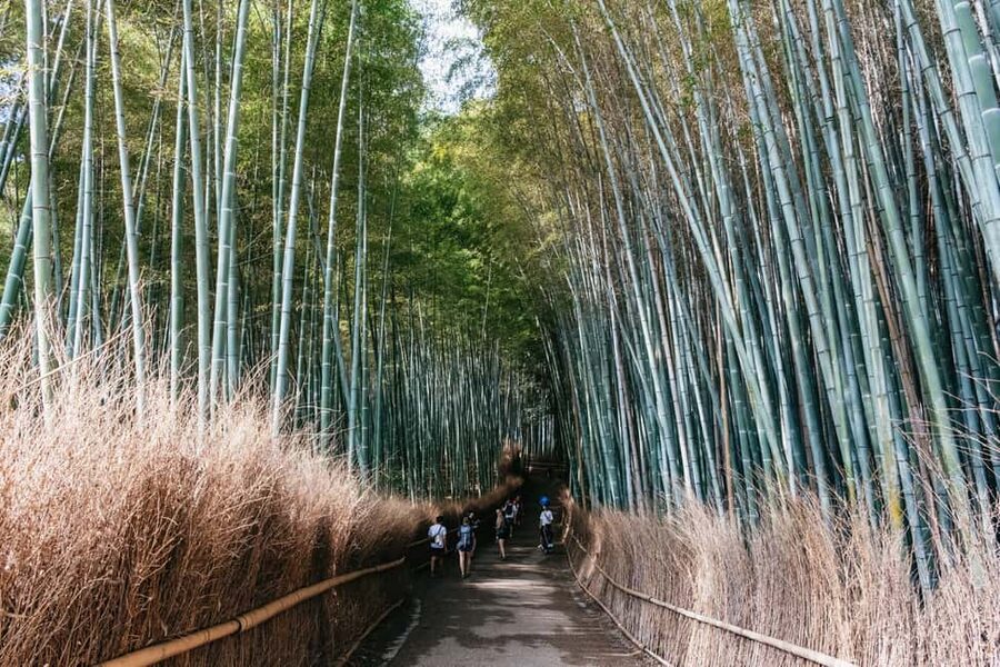 Kyoto: Nijo Castle, Kiyomizu & Fushimi Inari Guided Tour - Nijo Castle and the nightingale floors, plus the Sanjusangendo backup