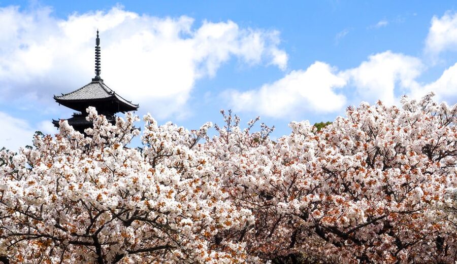 Kyoto: Ninnaji Temple Entry Ticket - Omuro sakura and the five-story pagoda: when spring costs extra