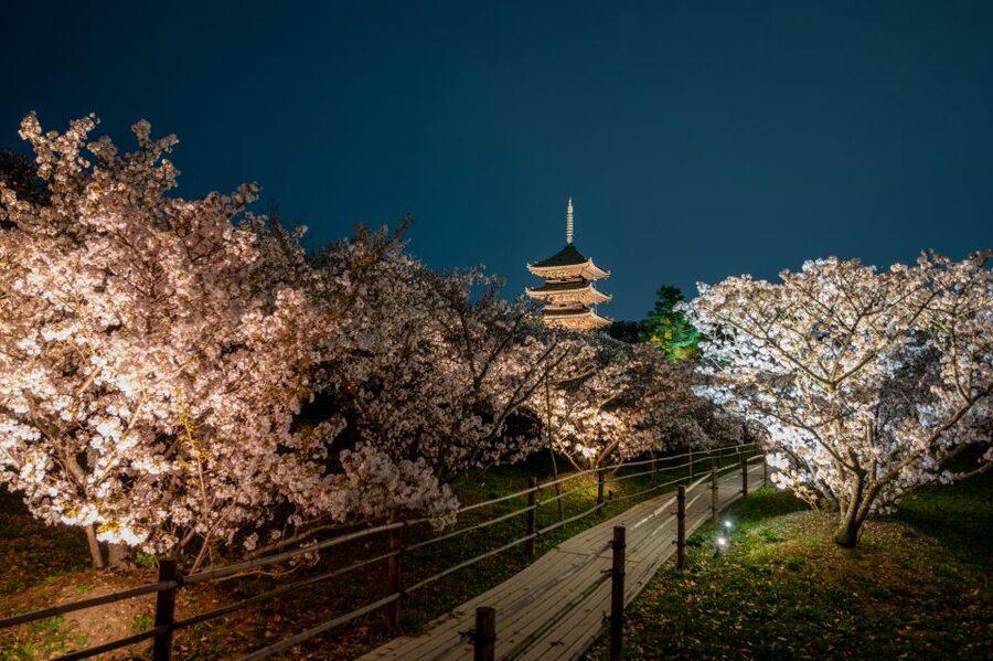 Kyoto: Ninnaji Temple Entry Ticket - Seasonal Kyoto at Ninnaji: spring, summer, fall, winter game plans