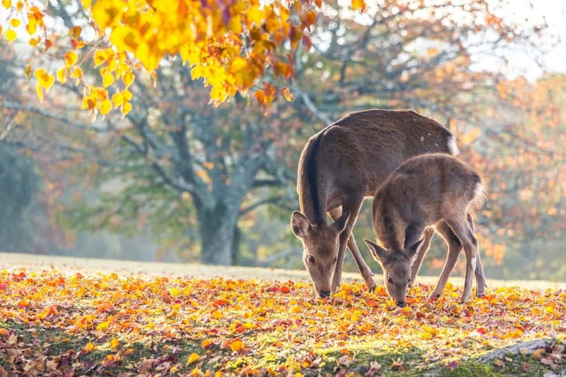 Kyoto/Osaka: Kinkakuji, Bamboo Forest, and Nara Deer Park - Key things that make this day trip worth your time