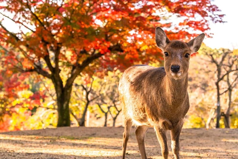 Kyoto/Osaka: Kinkakuji, Bamboo Forest, and Nara Deer Park - Why Kyoto, Osaka, and Nara fit together so well