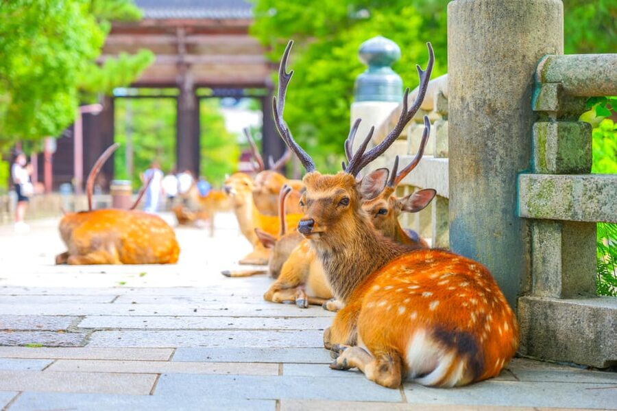 Kyoto/Osaka: Kinkakuji, Bamboo Forest, and Nara Deer Park - Nara Park: deer, bowing, and shika-senbei rules
