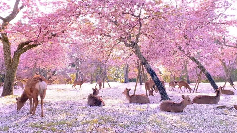 Kyoto/Osaka: Kyoto and Nara Customized Private Guided Tour - Key Things I’d Focus On Before Booking