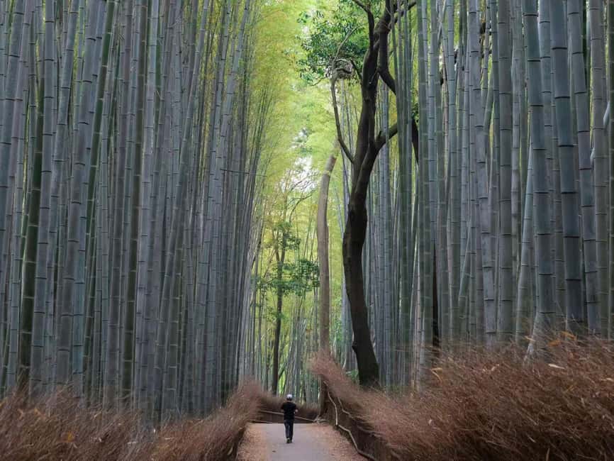 Kyoto/Osaka: Kyoto&Nara Customized Private Highlights Tour - Key Points That Make This Tour Worth Your Time