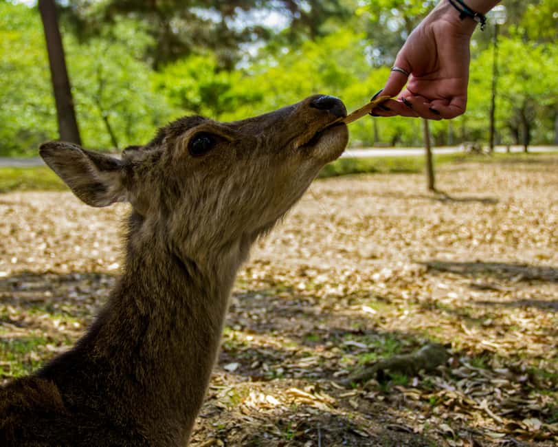 Kyoto/Osaka: Kyoto&Nara Customized Private Highlights Tour - Sanjusangen-do: A Temple Stop That Feels Different