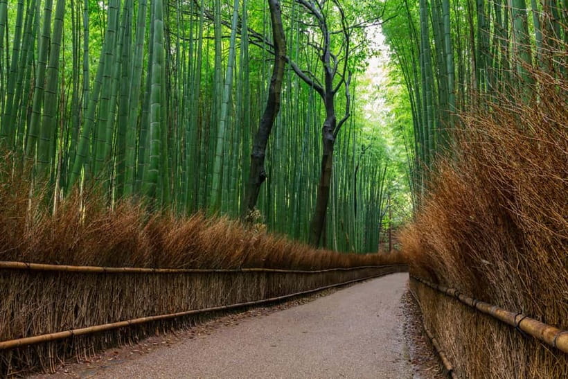 Kyoto/Osaka: Nara, Fushimi Inari Taisha, Arashiyama Bus Tour - Key things you will notice on this tour