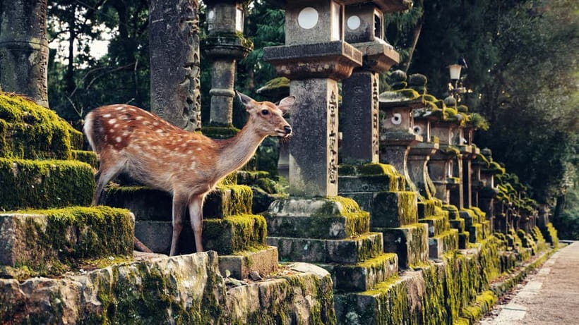 Kyoto/Osaka: Nara, Fushimi Inari Taisha, Arashiyama Bus Tour - Fushimi Inari Taisha’s torii tunnel for prosperity and movie vibes