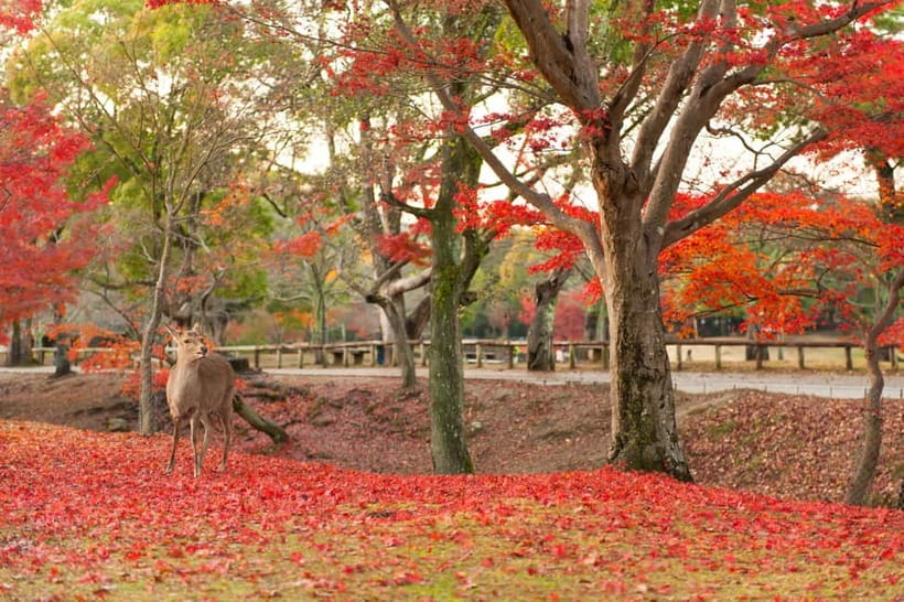 Kyoto/Osaka: Nara, Fushimi Inari Taisha, Arashiyama Bus Tour - Time, pace, and the biggest trade-off of a one-day loop