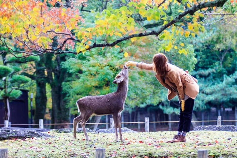 Kyoto/Osaka: Nara, Fushimi Inari Taisha, Arashiyama Bus Tour - What to bring, how to dress, and etiquette that saves hassle