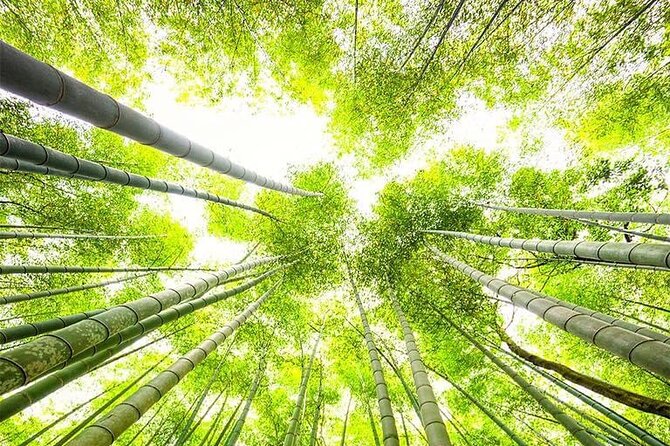 Kyoto, Osaka, Nara Private Tour by Car English Driver Guide - The Nara full-day route, deer park, Todaiji, and Naramachi