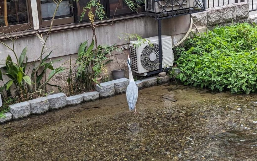 Kyoto: Personalize, private tour (3h, 5h, 8h) [W/Car Option] - English or Spanish, Plus Real Conversation