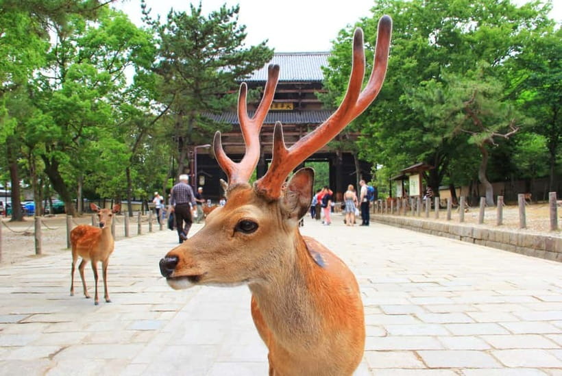 Kyoto: Private Customizable Day Tour with Guide and Vehicle - How customization actually helps: from families to seniors to photo lovers