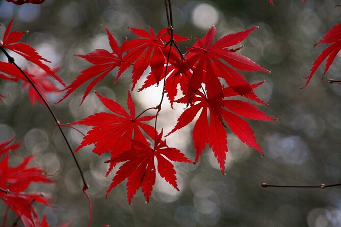 Kyoto: Private Flexible 3 hours tour with a local guide - Key things that make this tour worth your attention