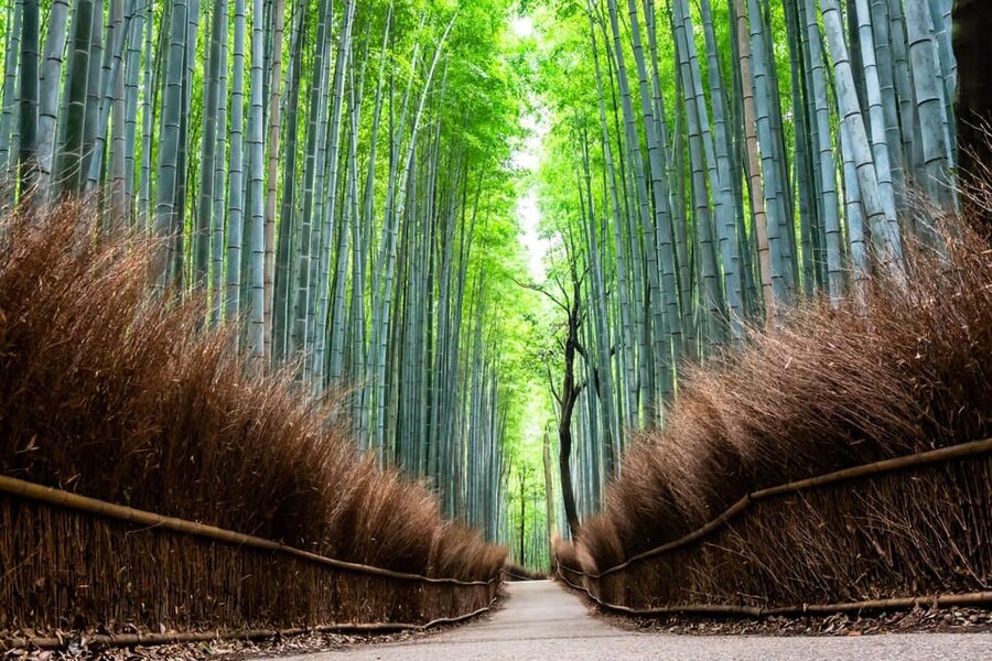 Kyoto: Private Full-Day Tour by Car - Gion, Markets, and Real-World Kyoto Stops Beyond the Checklist
