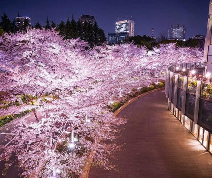 Kyoto: Private Highlights Tour with Guide and Luxury Vehicle - Ginkaku-ji and Sanjusangen-do, for when you want more than the headline