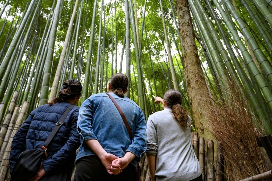 Kyoto to Arashiyama Day Trip - Private & Personalized - Monkey Park Iwatayama plus optional river and bridge time