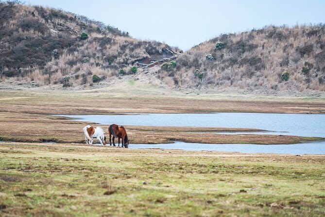 Kyushu: Aso Vocano, Grassland,Onsen and Aso shrine 1-Day Tour - Who This Tour Fits Best, and Who Might Want a Different Plan