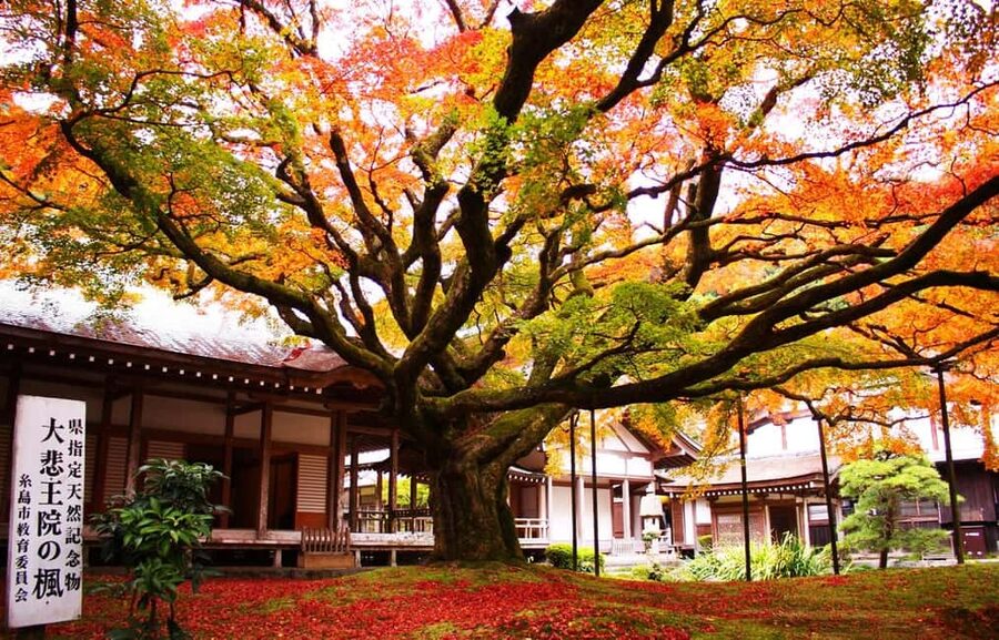 Kyushu Tour From Fukuoka: Itoshima Nature & Coastal Scenery - Totoro Forest Trail: Where the Day Gets Quiet