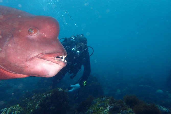 Let's enjoy Scuba diving in Izu Peninsula for certificate Diver - Key Points You’ll Actually Care About