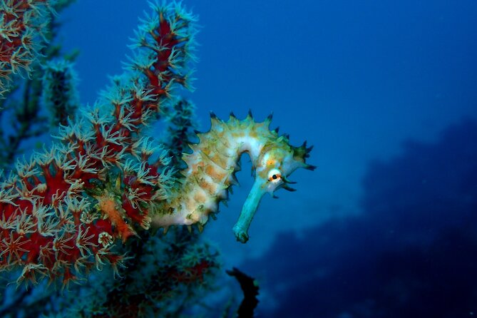 Let's enjoy Scuba diving in Izu Peninsula for certificate Diver - IOP in Ito, and What Makes This Certificate-Diver Session Special
