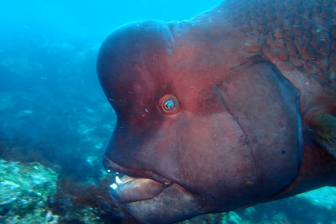 Let's enjoy Scuba diving in Izu Peninsula for certificate Diver - Gear, Tanks, Weights, and the Packing List That Keeps You Comfortable