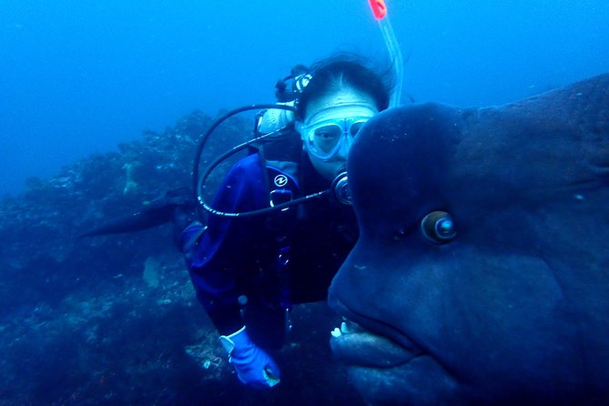 Let's enjoy Scuba diving in Izu Peninsula for certificate Diver - English or Japanese Guidance, and Why the Guide Makes the Difference