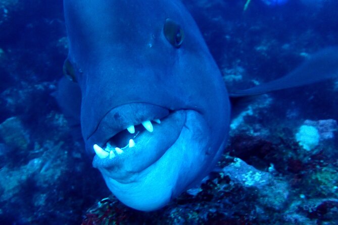 Let's enjoy Scuba diving in Izu Peninsula for certificate Diver - Marine Encounters at Izu Peninsula: Eels, Fish, and Crevice Life