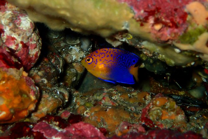 Let's enjoy Scuba diving in Izu Peninsula for certificate Diver - When Dive Sites Change Due to Sea Conditions