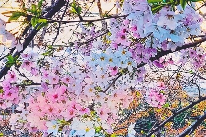 Licensed Guide Tokyo Meguro Cherry Blossom Walking Tour - Meguro Cherry Blossoms, Without the Tokyo Stress