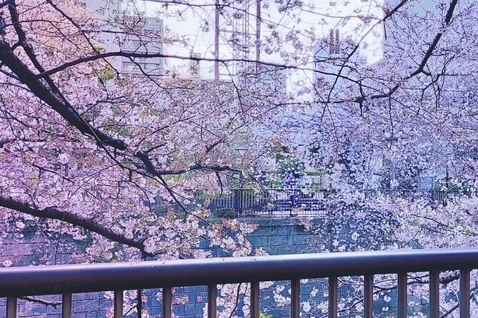 Licensed Guide Tokyo Meguro Cherry Blossom Walking Tour - Meet at Naka-Meguro, Then Walk Toward the River