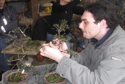 Make Your Own Bonsai with a Professional Bonsai Artist in Tokyo
