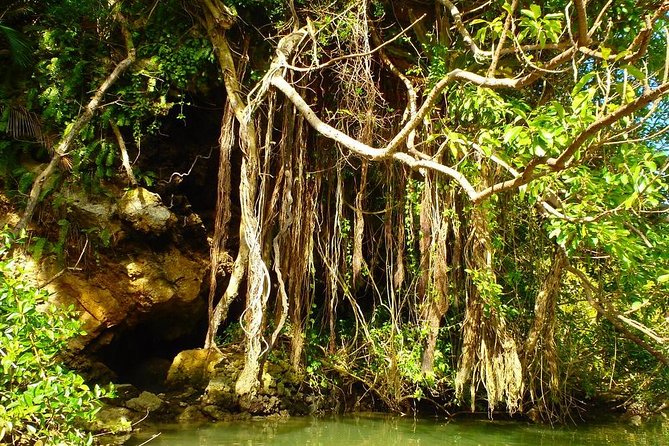 Mangrove kayaking to enjoy nature in Okinawa - The main event: a relaxed mangrove kayak on the Hija River